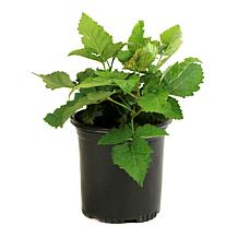 Leaf & Petal 1-Piece Everbearing Blackberry
