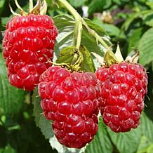 Leaf & Petal 1-Piece Everbearing Red Raspberry
