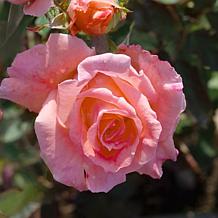 Leaf & Petal 1-piece Fragrant Pink Rose