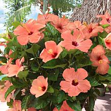 Leaf & Petal 1-Piece Peach Braided Hibiscus Tree