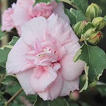 Leaf & Petal 1-Piece Sugar Tip Rose of Sharon Tree