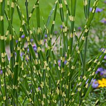 Leaf & Petal 2-Piece Bandwidth Dwarf Maiden Grass