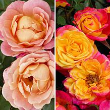 Leaf & Petal 2-Piece Crazy Color Landscape Roses