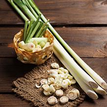 Leaf & Petal 2-Piece Lemon Grass