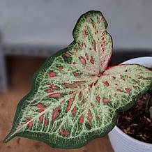 Leaf and Petal 2-Piece Sun Loving Caladium Duo