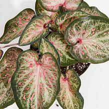 Leaf and Petal 2-Piece Sun Loving Caladium Duo