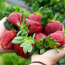 Leaf & Petal 24-Piece Berry Blast Strawberries