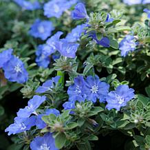 Leaf & Petal 3-piece Hawaiian Blue Eyes Plant