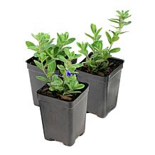 Leaf & Petal 3-piece Hawaiian Blue Eyes Plant
