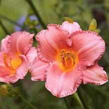 Leaf & Petal 4-Piece Tropical Glow Daylilies