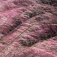 Leaf & Petal Pink Feather Grass