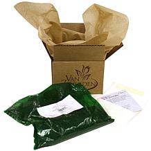Lilies Asiatic Red Sensation Set of 7 Bulbs