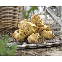 Lilies Mammoth Tall Lilies Pretty Woman Set of 7 Bulbs