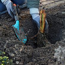 Louisiana Iris Jack Attack Set of 3 Roots