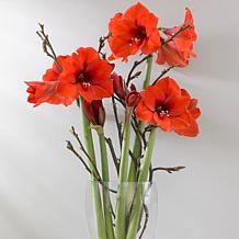 Mega Amaryllis Bulb Orange Souvereign Set of 1 Bulb