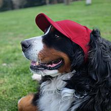Officially Licensed NCAA University of South Carolina Pet Baseball Hat