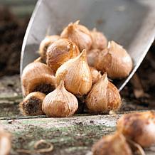 Oxalis Triangularis - 12 Bulbs