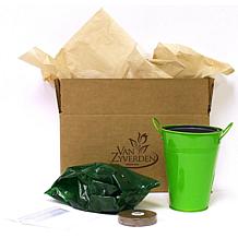 Patio Lily Of The Valley with Green Metal Planter and Growers Pot