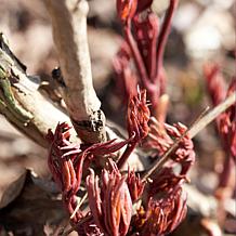 Peonies Mixed Colors Set of 3 Roots