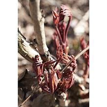 Peonies Mixed Varieties Set of 3 Roots