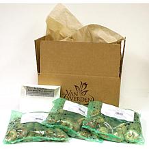 Perennial Patio Container Collection Set of 3 Roots