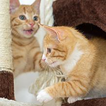 Pet Adobe 61.5" Cat Tree– Hammocks, Scratching Posts, and Condo, Beige