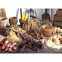 Poppies Patty's Plum Set of 3 Roots