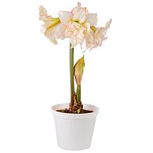 Premium Fast Track Amaryllis Bulb Set