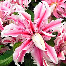 Rose Lilies Magic Star Set of 7 Bulbs