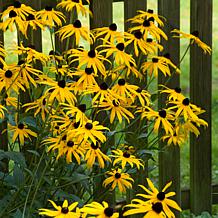 Rudbeckia Goldstrum - 5 Roots