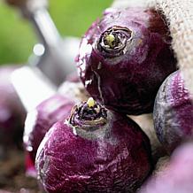 Set of 3 Bulbs