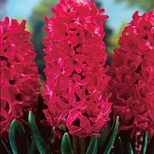 Set of 3 Bulbs