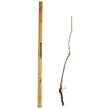 Trumpet Vine Flava Root Stock