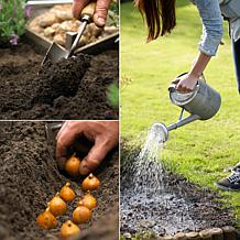 Tulips Little Beauty Set of 25 Bulbs