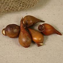 Tulips Perennial Mixture Set of 100 Bulbs