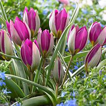 Tulips Persian Pearl Set of 25 Bulbs
