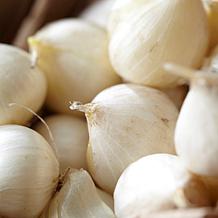 Van Zyverden Allium Blend - 6 Bulbs