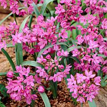Van Zyverden Allium Blend, Set of 100 Bulbs