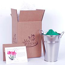 Van Zyverden Amaryllis Gervase Kit With Artisan Decorative Planter