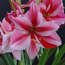 Van Zyverden Amaryllis Gervase Kit With Artisan Decorative Planter