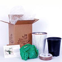 Van Zyverden Amaryllis White Nymph Kit With White Chalk Metal Cachepot
