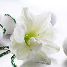 Van Zyverden Amaryllis White Nymph Kit With White Chalk Metal Cachepot