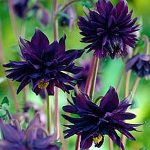 Van Zyverden Aquilegia Columbine Artisian Blend Roots - Set of 8