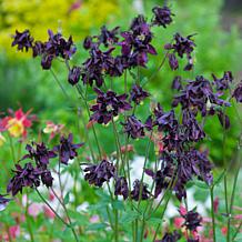 Van Zyverden Aquilegia Columbine Black Barlow Set of 5 Roots