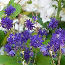 Van Zyverden Aquilegia Columbine Blue Barlow Set of 5 Roots