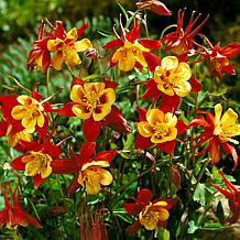 Van Zyverden Aquilegia Columbine Crimson Star Set of 5 Roots