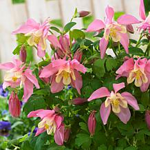 Van Zyverden Aquilegia Columbine Pink and White Blend Roots - Set of 8