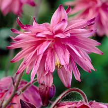 Van Zyverden Aquilegia Columbine Pink Barlow Set of 5 Roots