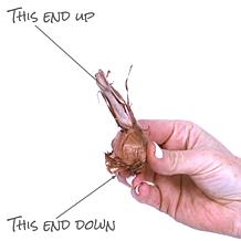 Van Zyverden Babiana Mixed Bulbs - Set of 25 