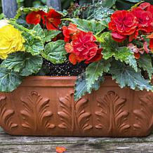 Van Zyverden Begonias Golden Balcony Hanging Basket - Set of 3 Bulbs